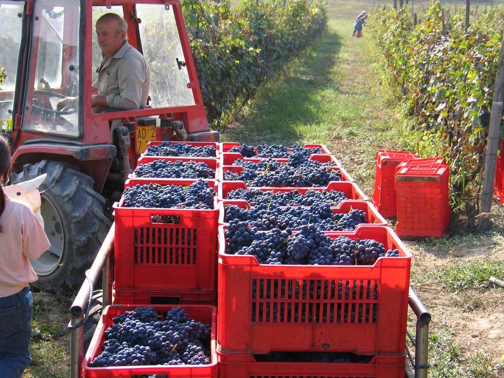 Cascina Rocca Agriturismo B&B La Morra Eksteriør bilde