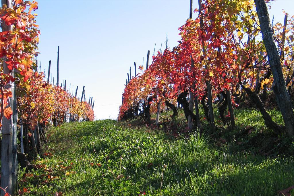 Cascina Rocca Agriturismo B&B La Morra Eksteriør bilde